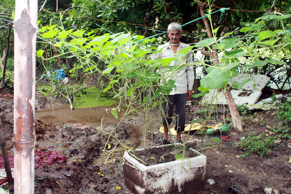 Cultivation in thermocol boxes