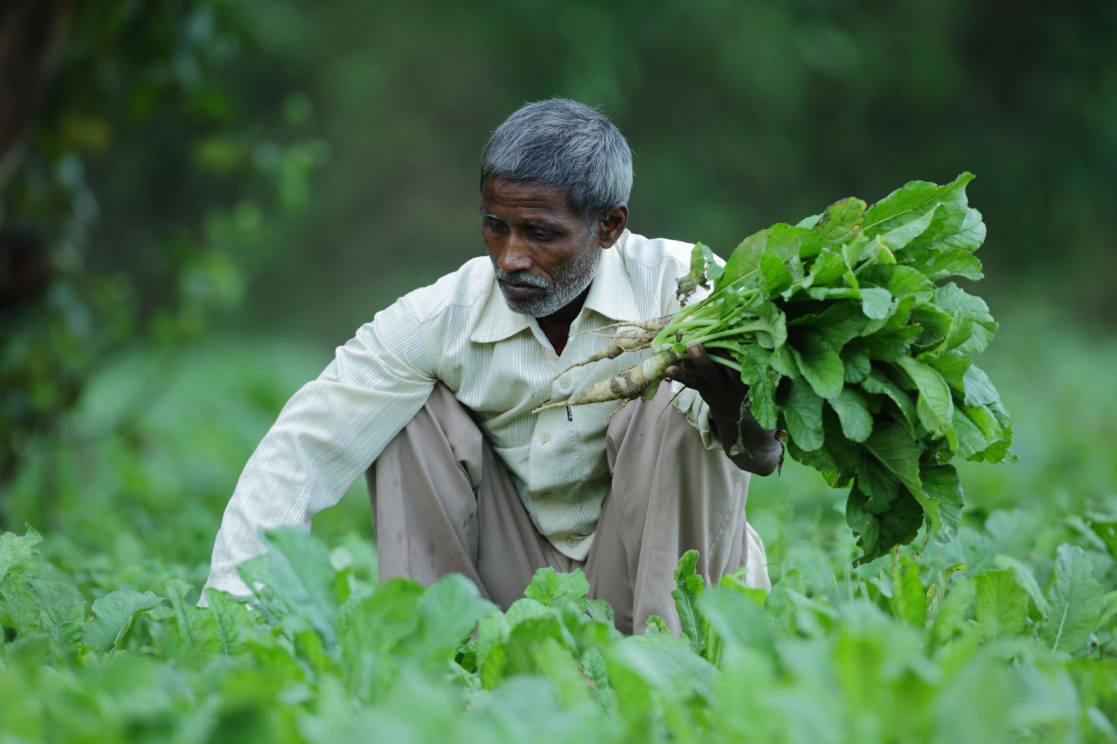 Farmer with raddish 2