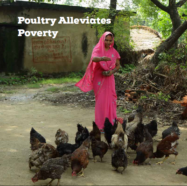 poultry